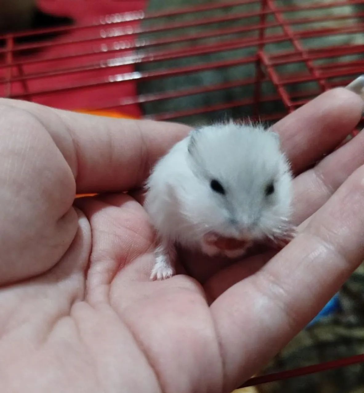 10 HAMSTER ANÃO RUSSO (revenda) - Foto 3