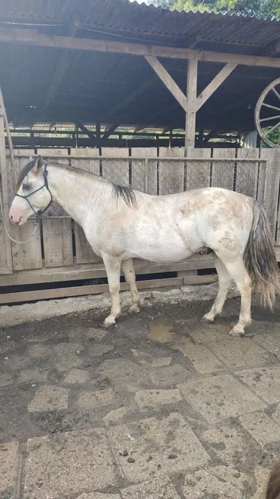 Cuiudo oveiro, confirmado 