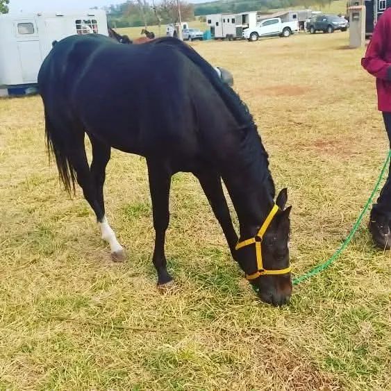 Vende se cavalo registrado  - Foto 5