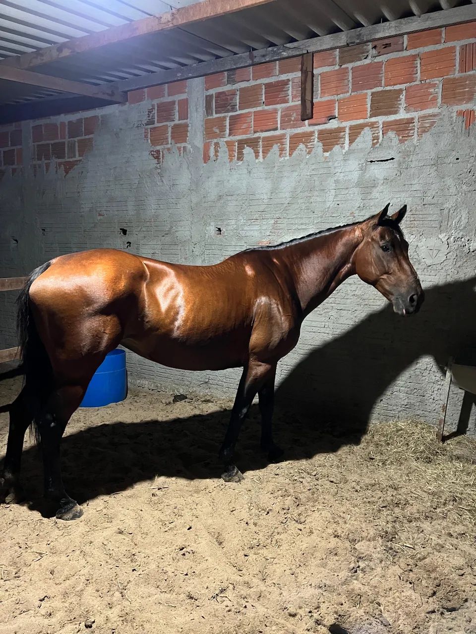 Égua quarto de milha 