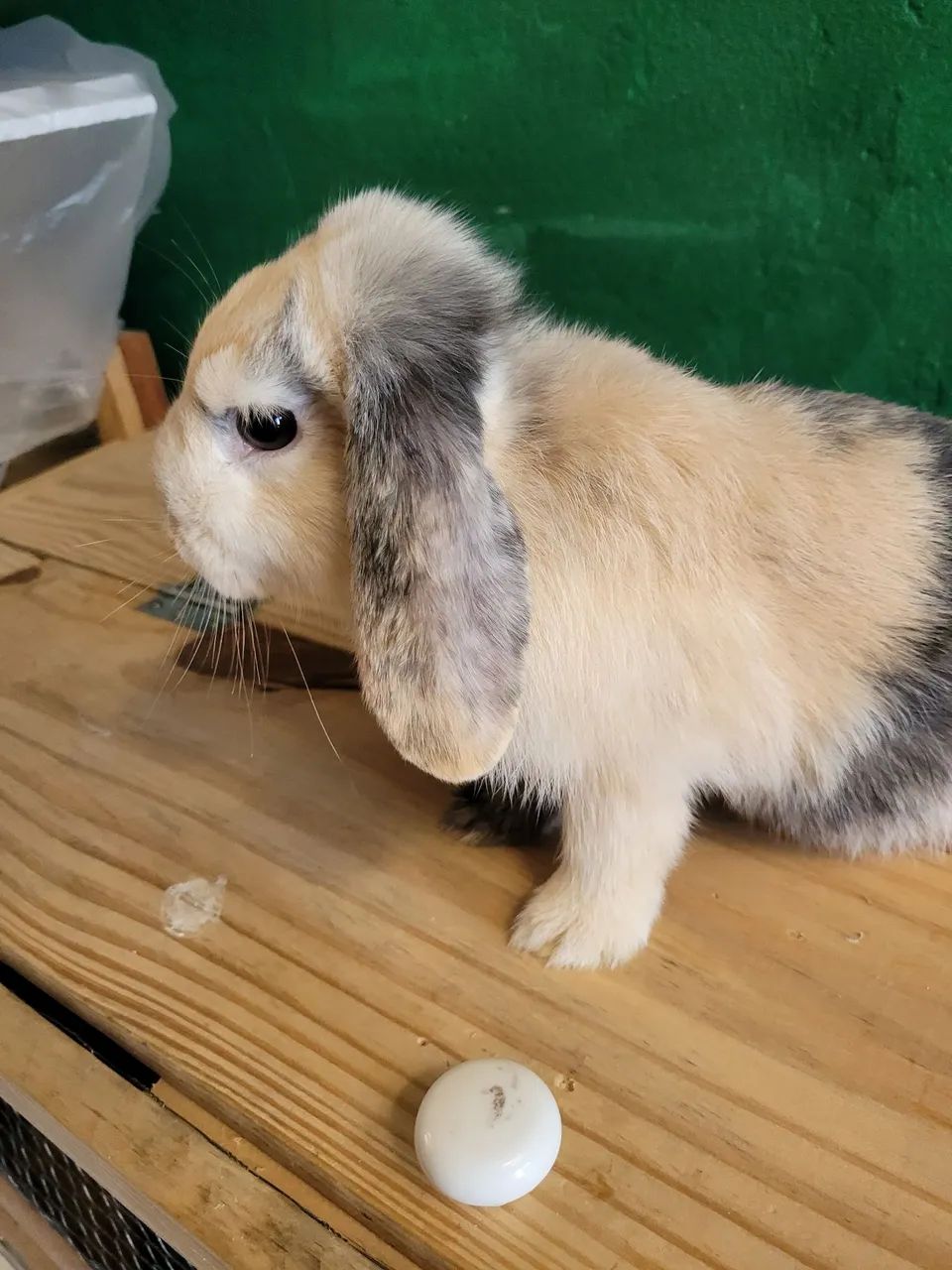 Coelhinha mini lop - Foto 3