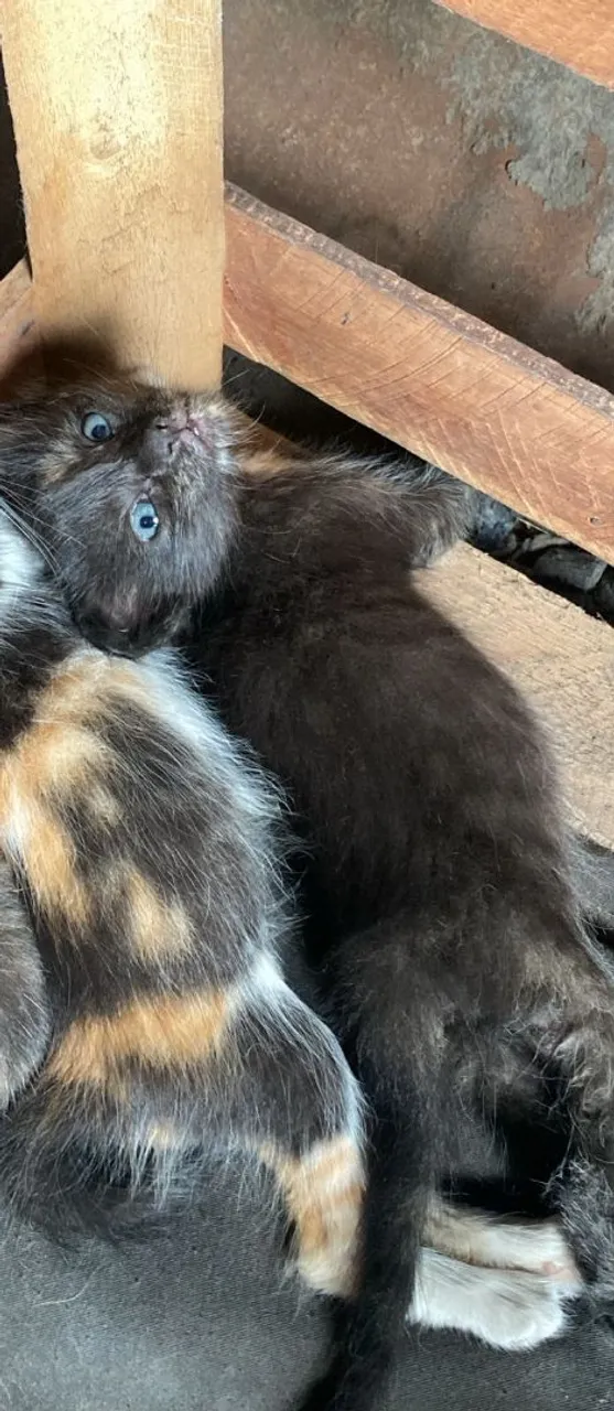 Gatinho preto para adoção