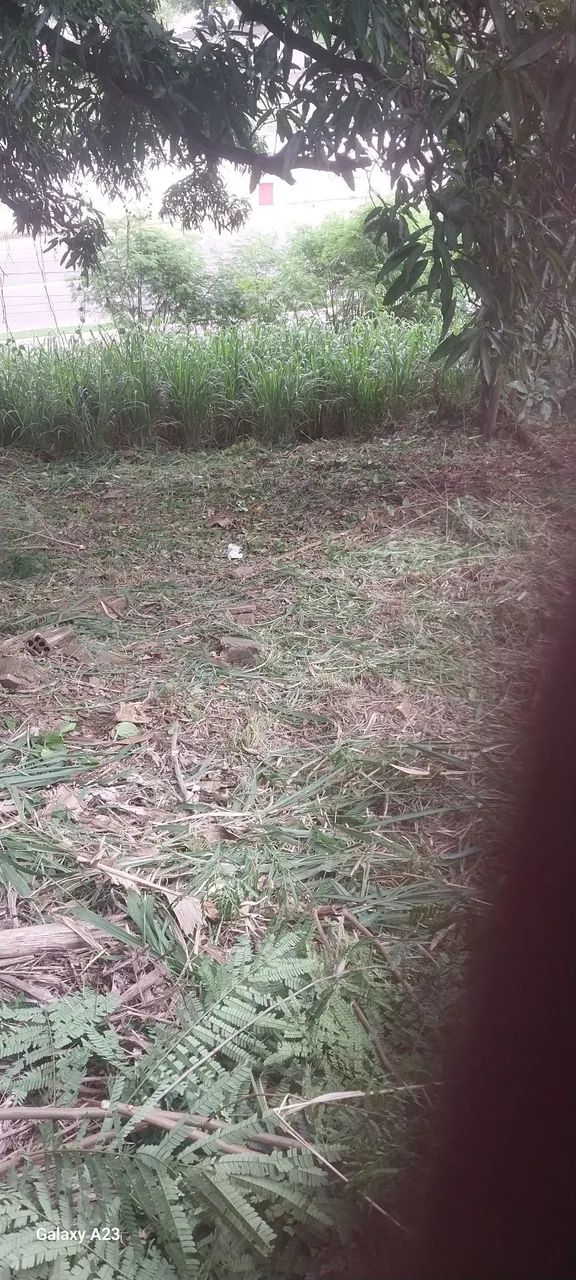 Limpeza lotes - Foto 2