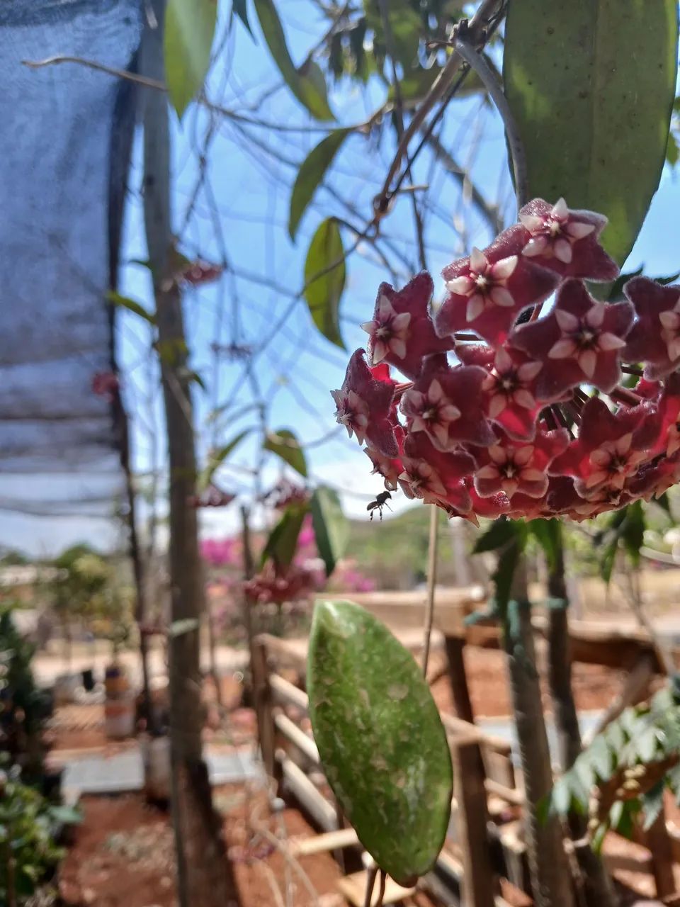 Plantas frutíferas e ornamentais  - Foto 4