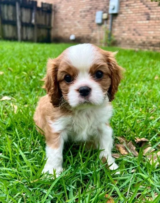 Compre um estilo de vida elegante com um Cavalier King