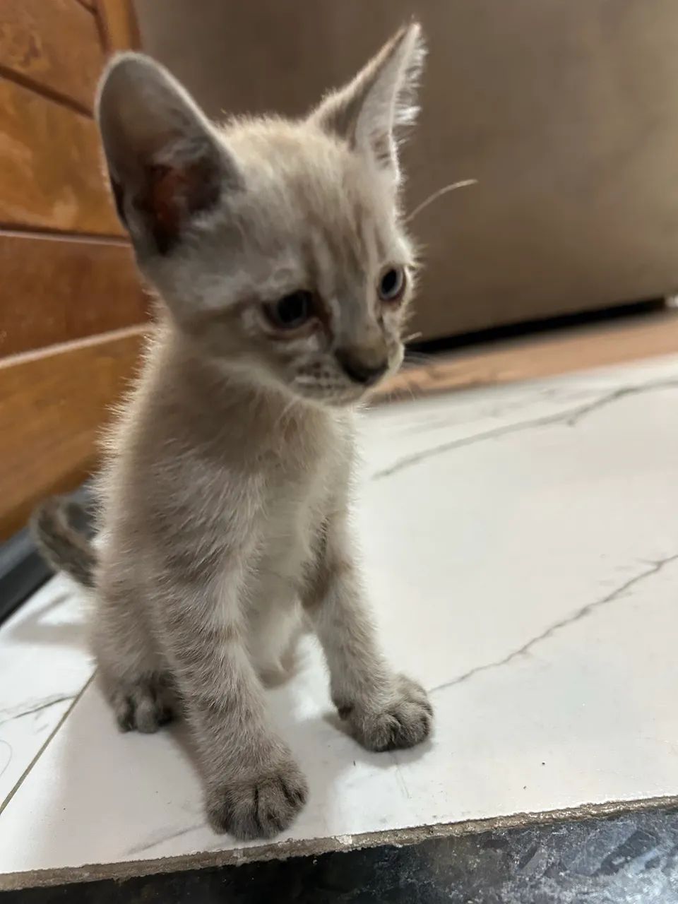 Gatos filhotes para adoção  - Foto 6