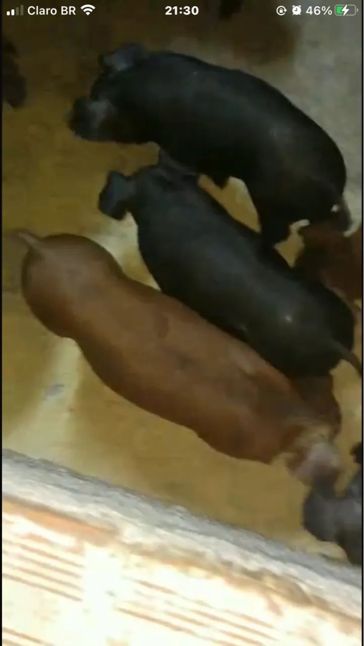 Porco, leitão, duroc, black e black faixa  - Foto 2