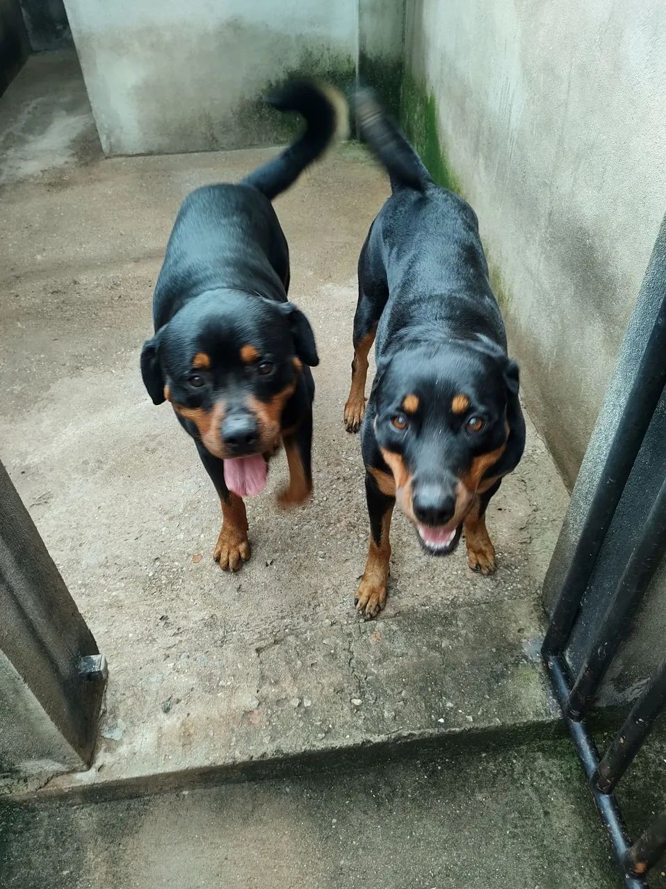 Vendo filhotes de Rottweiler com pedigree  - Foto 3