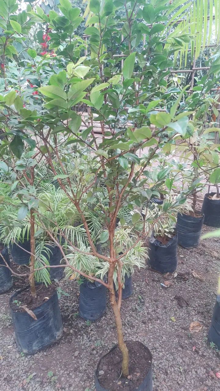 Mudas de jabuticaba híbrida 