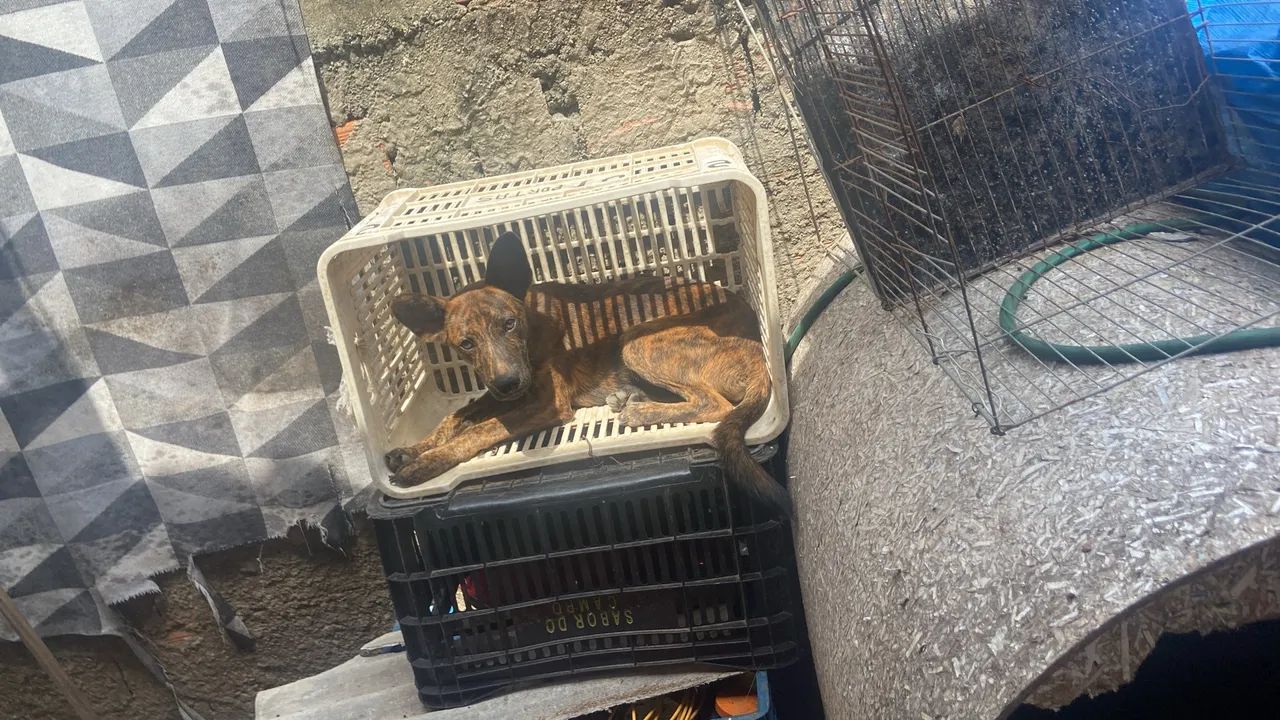 Cachorra femea para adoção responsável  - Foto 2