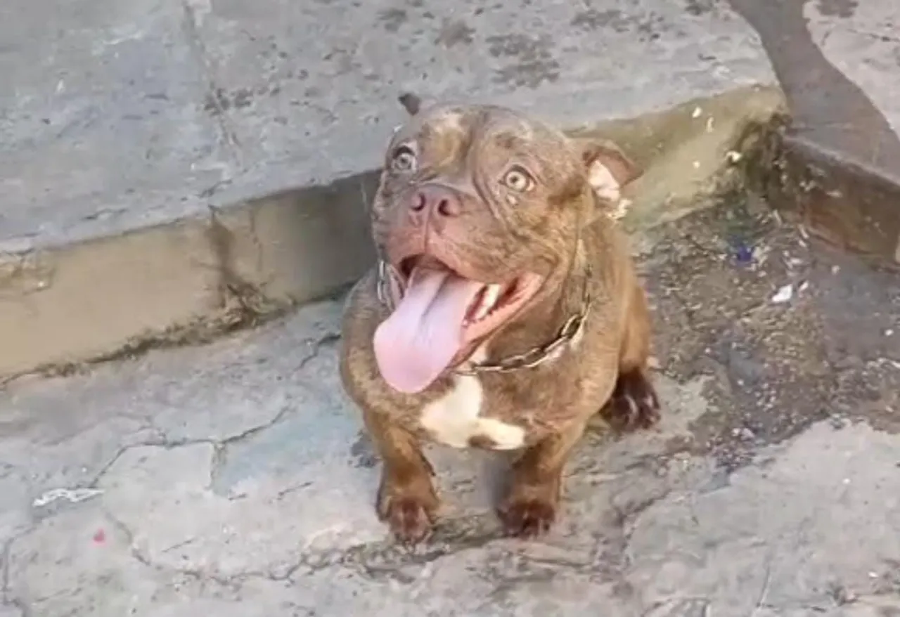 Fêmea American bully 1 ano (portadora de merle)