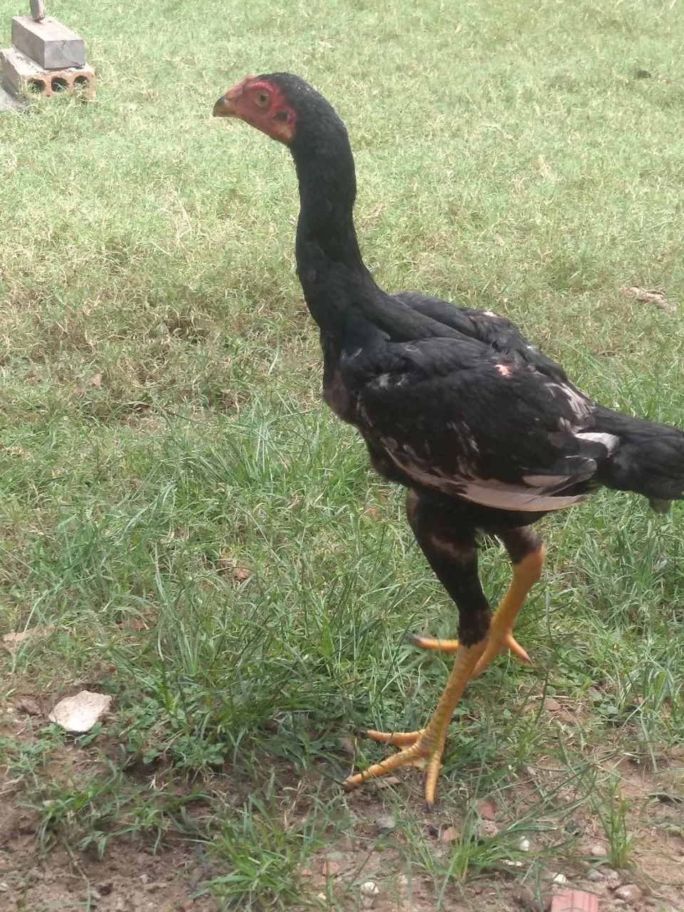 Franguinhos