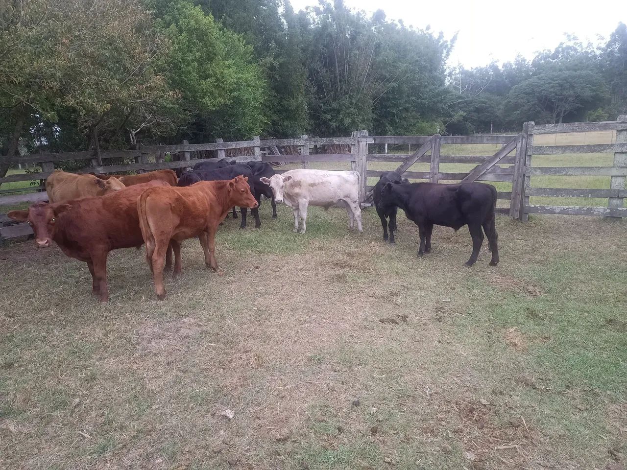 Novilhos - terneiros sobre ano - Foto 4