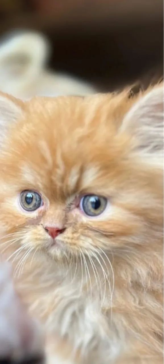 Filhote de gato persa - Foto 2