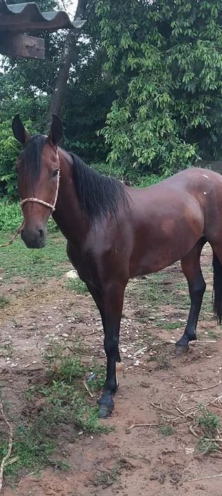 Cavalo Mangalarga registrado - Foto 3