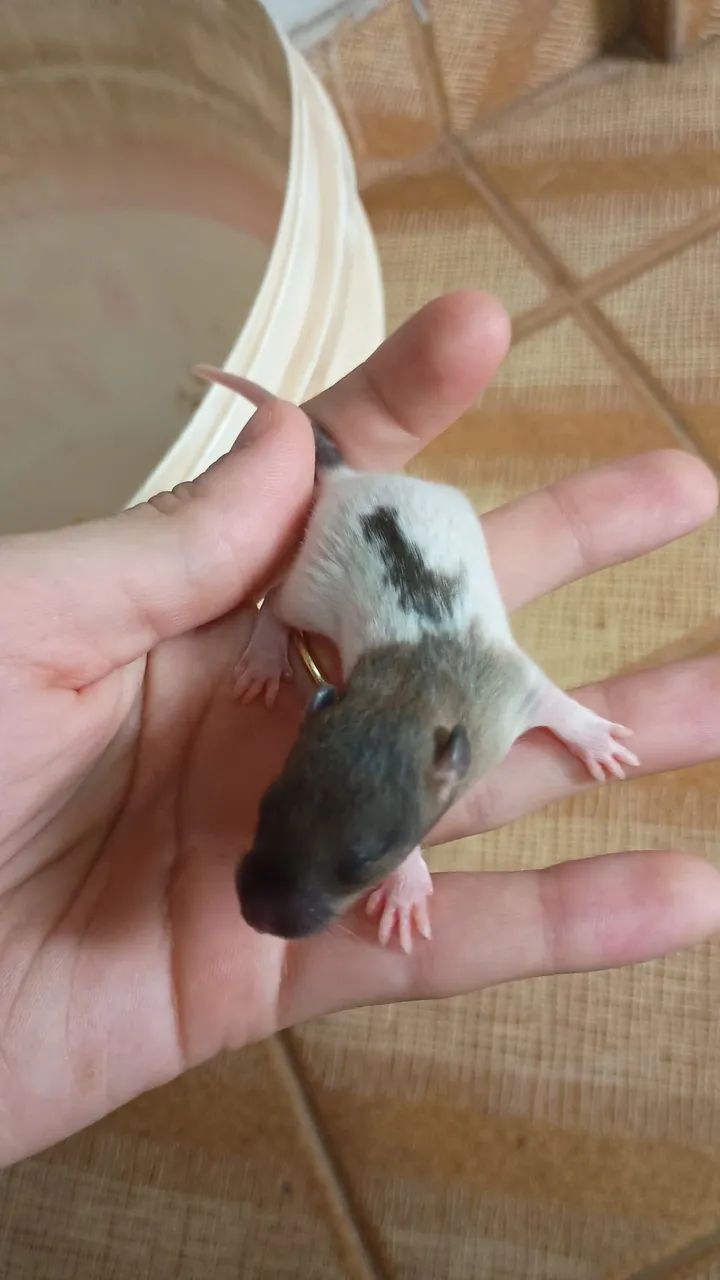 rato twister - Foto 2