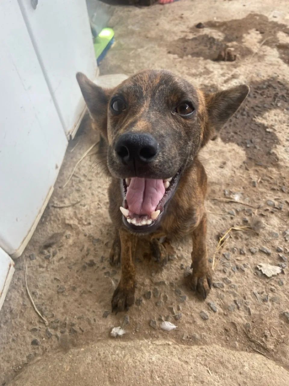 Cachorra femea para adoção responsável  - Foto 3