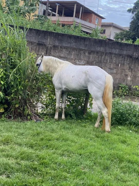 Vendo ou troco 1 cavalo tordilho inteiro e uma égua pampa (leia a descrição ) - Foto 5