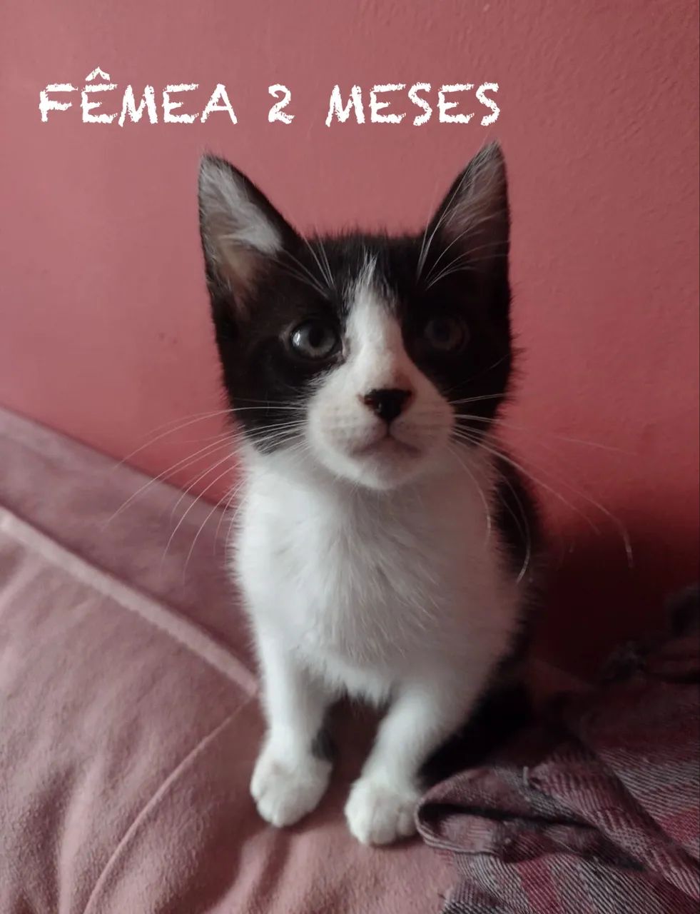 Adoção responsável gato macho e fêmea - niterói / são gonçalo  - Foto 2