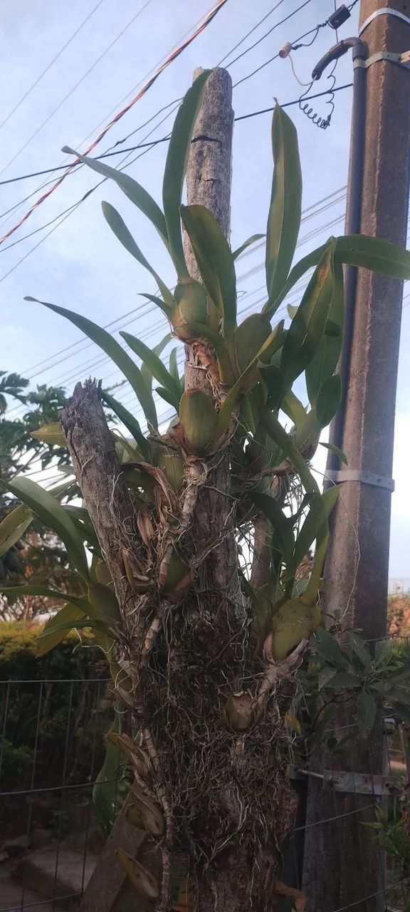 Orquídea Epífita em tronco seco - Foto 3