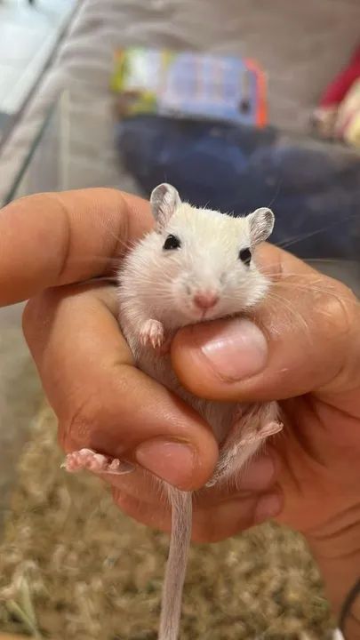 Filhotes de gerbil - Foto 5