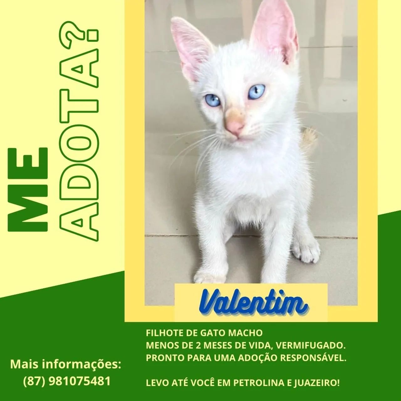 Gatinho Branco - Valentim