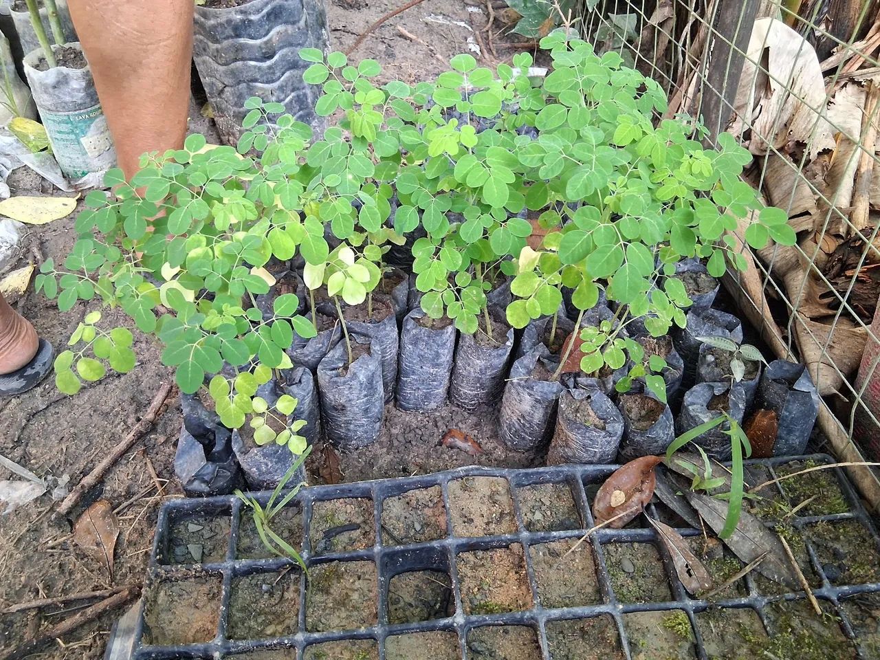 Moringa Oleífera - Mudas para Plantio - Foto 3