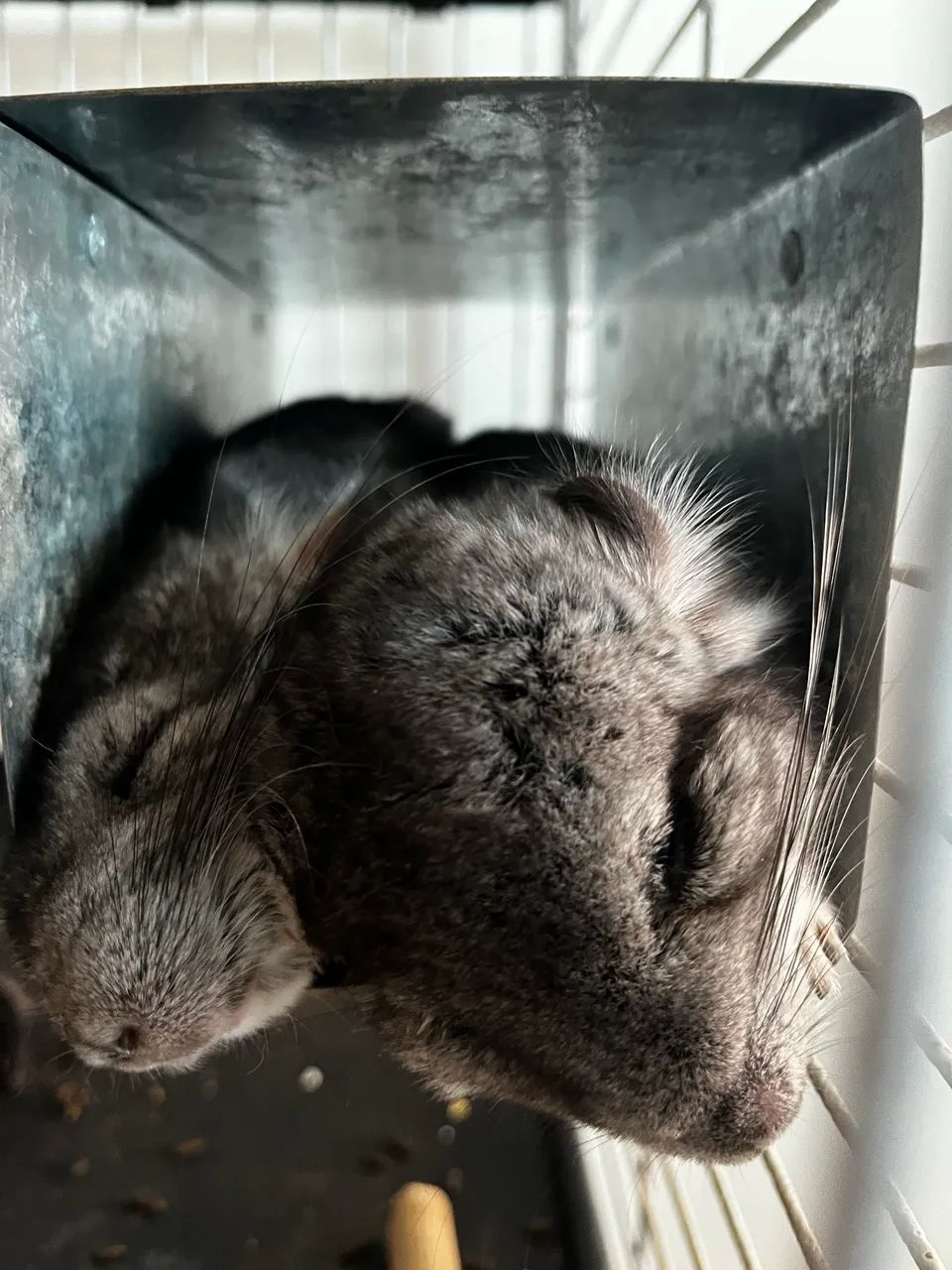 Chinchilas Pack Completo64706126159234120