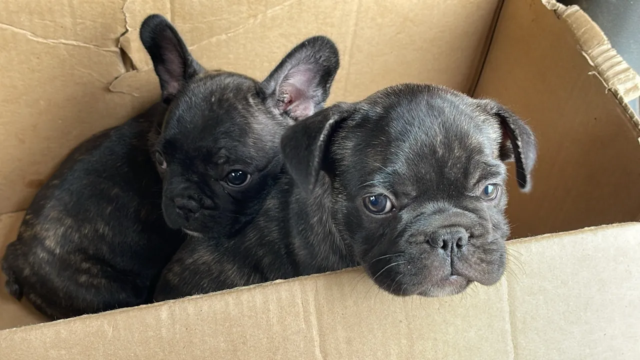 Buldogue francês