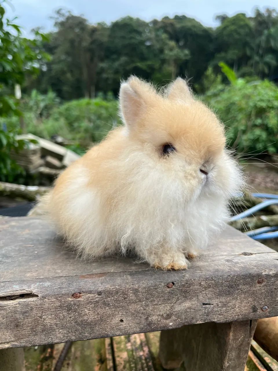 Mini rabbit female64319181954819122