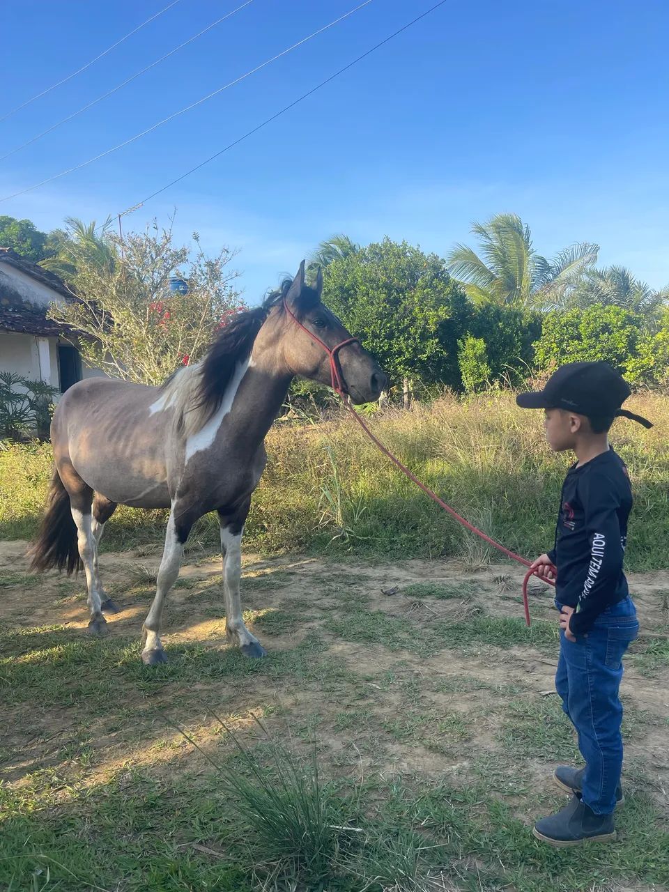 Cavalo mangalarga marchador 