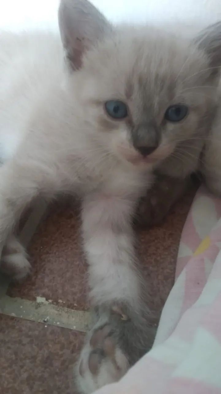 Gatinho Siamês disponível para adoção - Foto 2