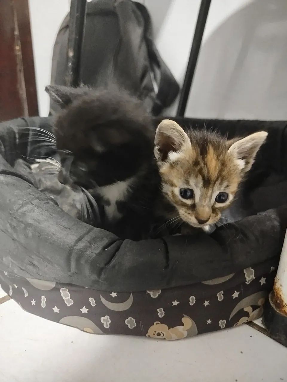 Gatinhos para adoção - Foto 2