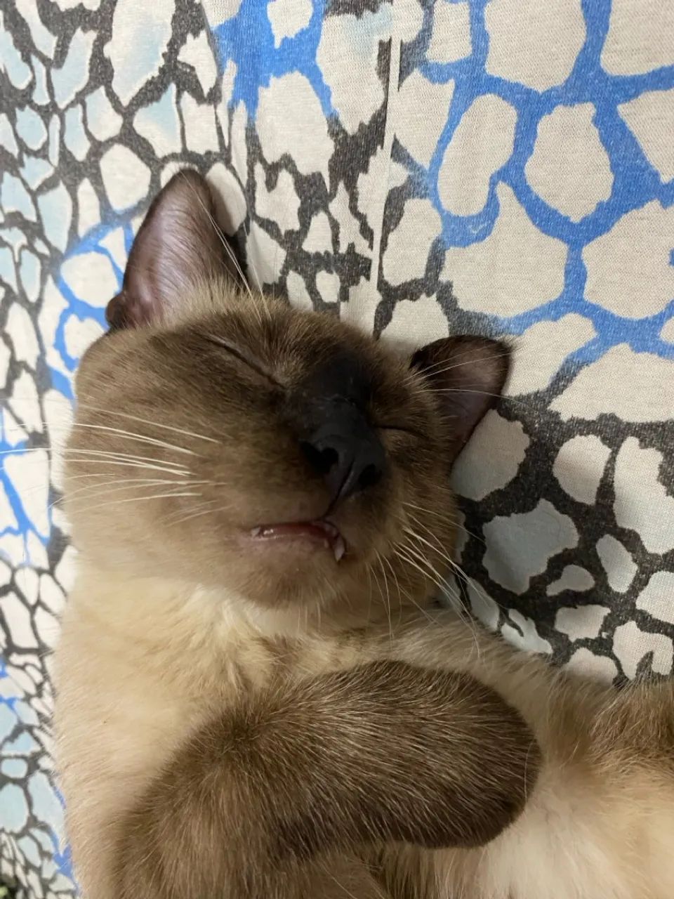 ADOÇAO RESPONSAVEL - Foto 3