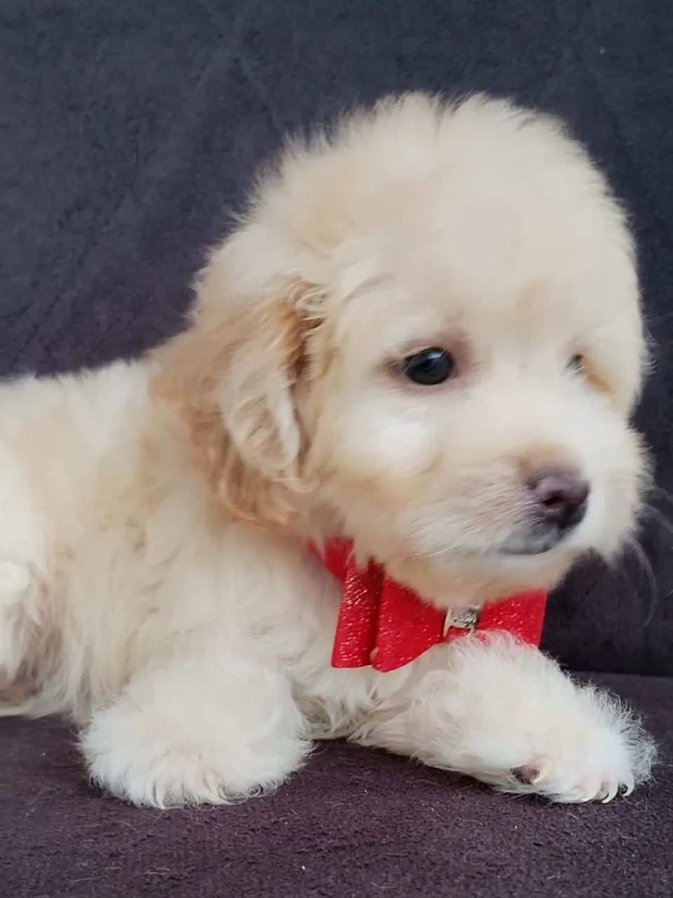 Cachorrinho Poodle - Foto 2