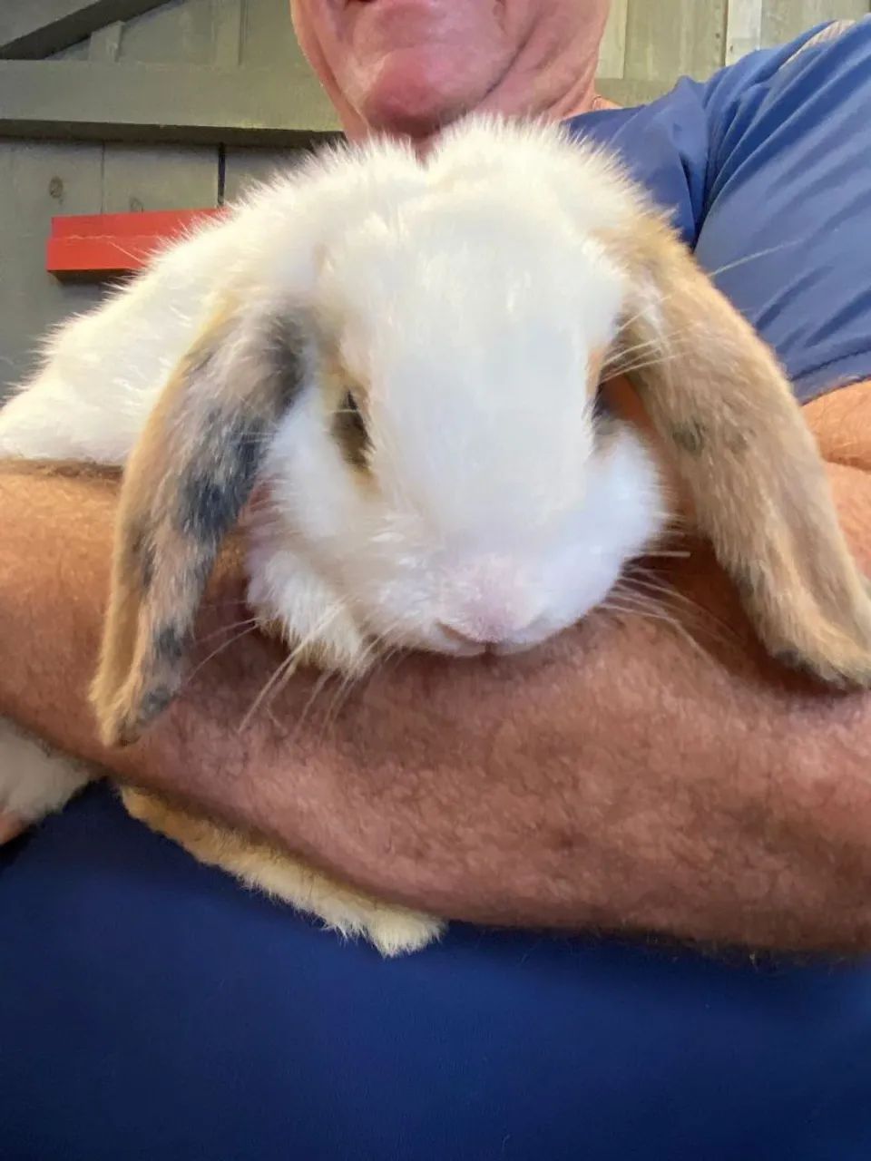 Coelhos mini lop uruquaio 