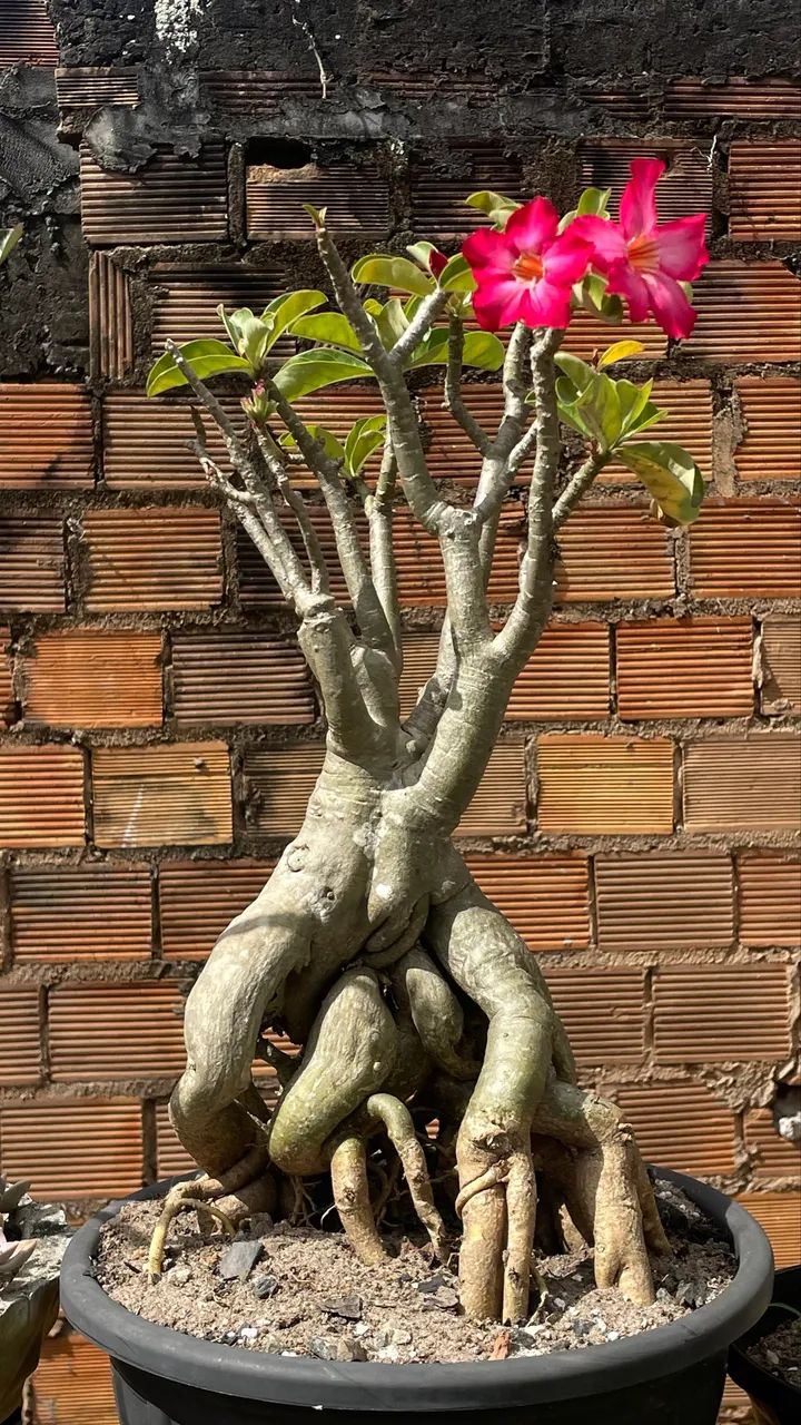 Rosas do deserto  - Foto 2