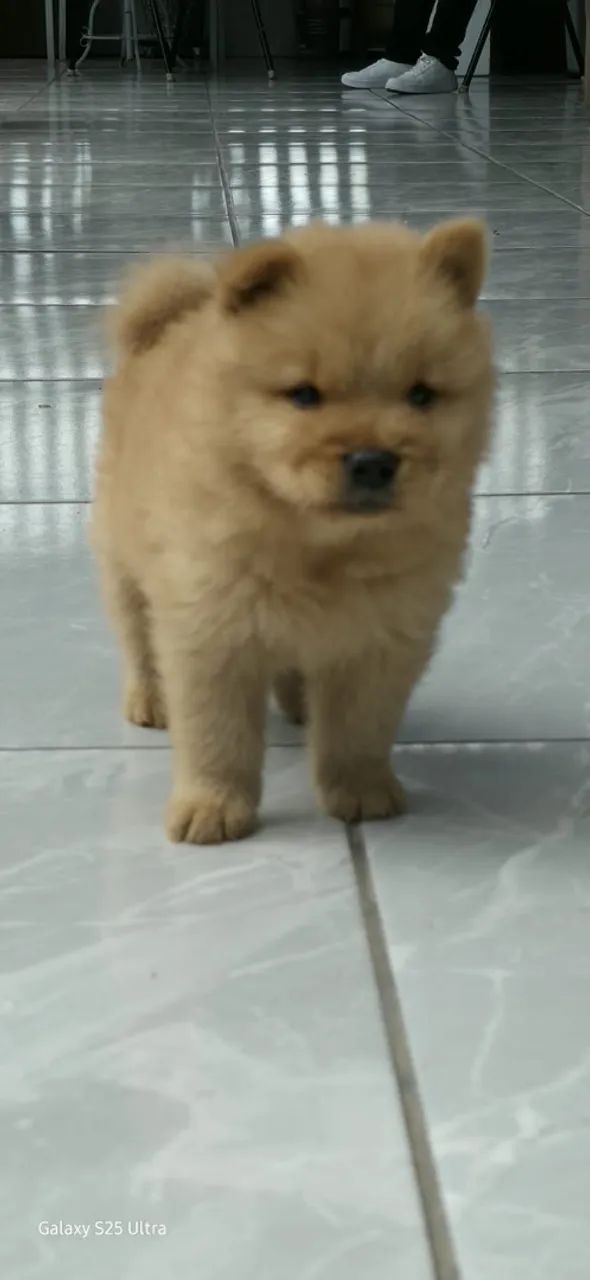Vendo filhotes de chow chow
