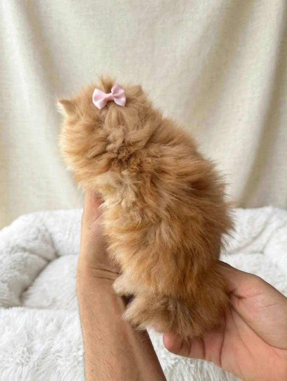 Lindas filhotes de Gata persa  - Foto 2