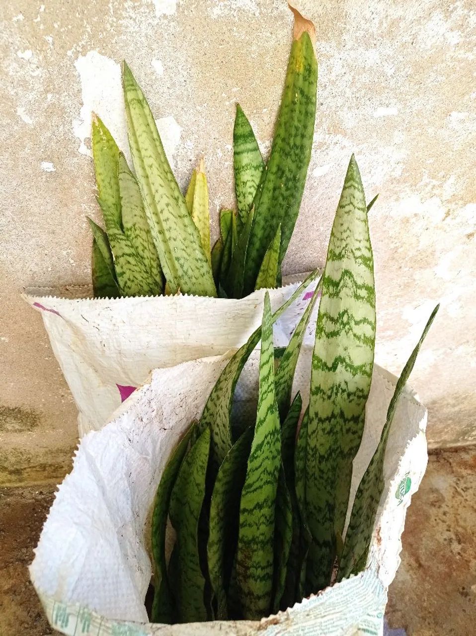 Planta espada de São Jorge - Foto 2