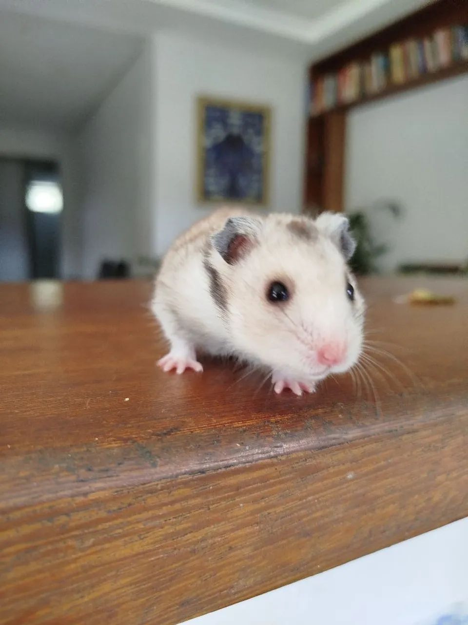 Hamster Sirios filhotes  - Foto 2