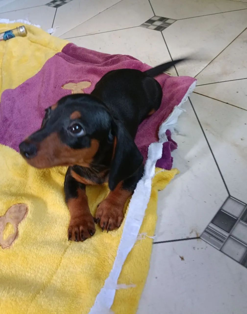 Filhote de dashund macho original de pai e mãe  - Foto 2