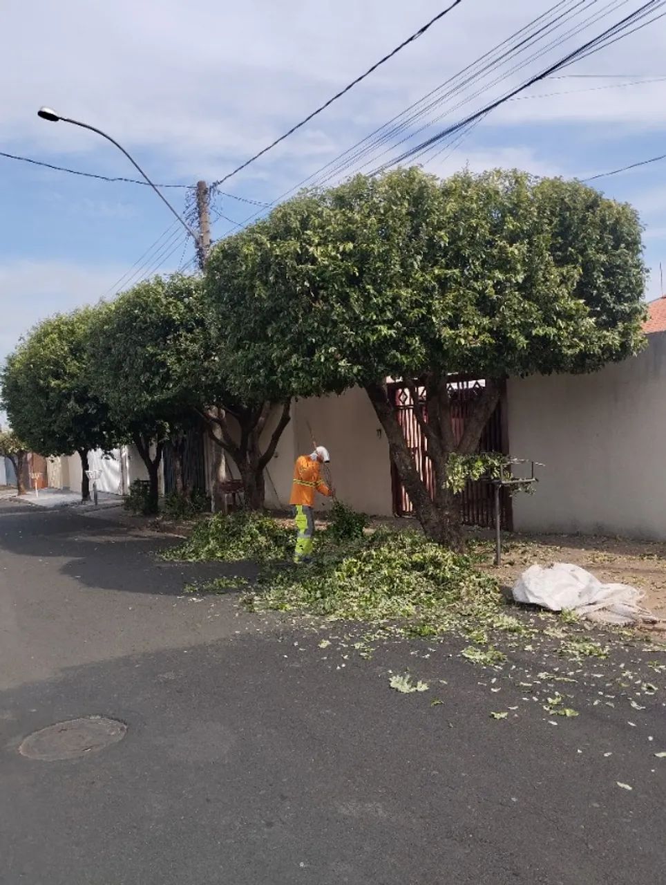 Podar a árvore é bem estar pessoal e coletivo 
