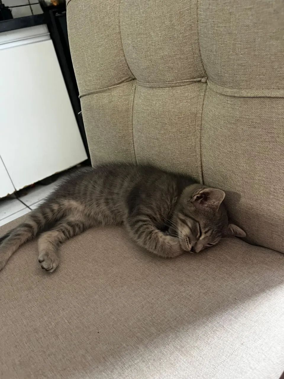 Gata Para Adoção - Foto 4