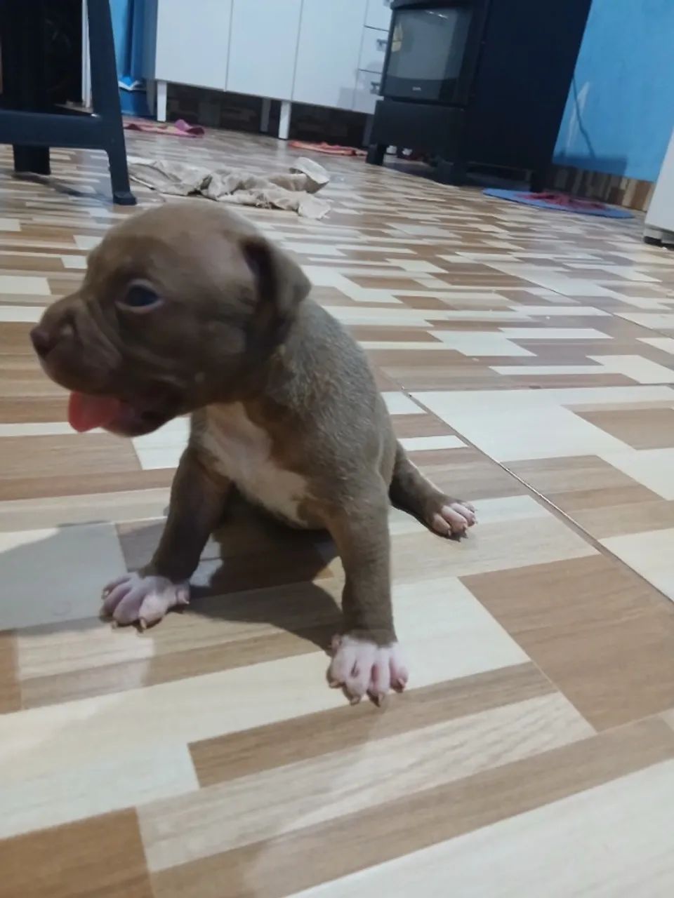 Filhotes de Pitbull  - Foto 2