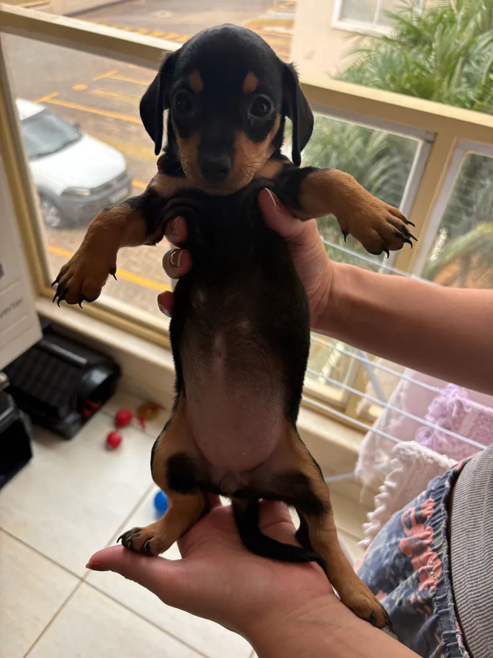 Cofap/Dachshund