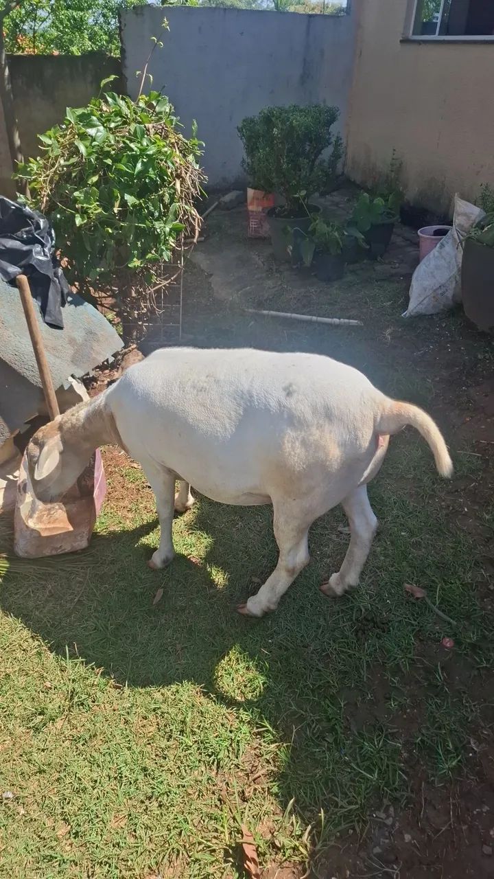 Ovelha 
