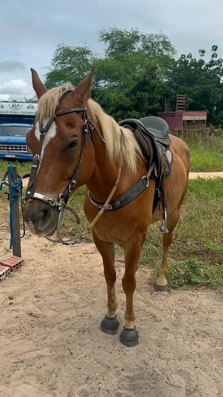 cavalo de vaquejada - Foto 3