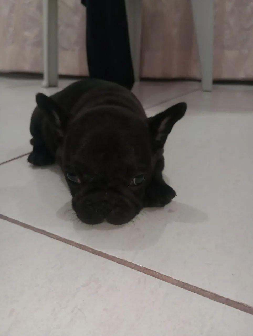 Buldogue Francês fêmea  - Foto 2