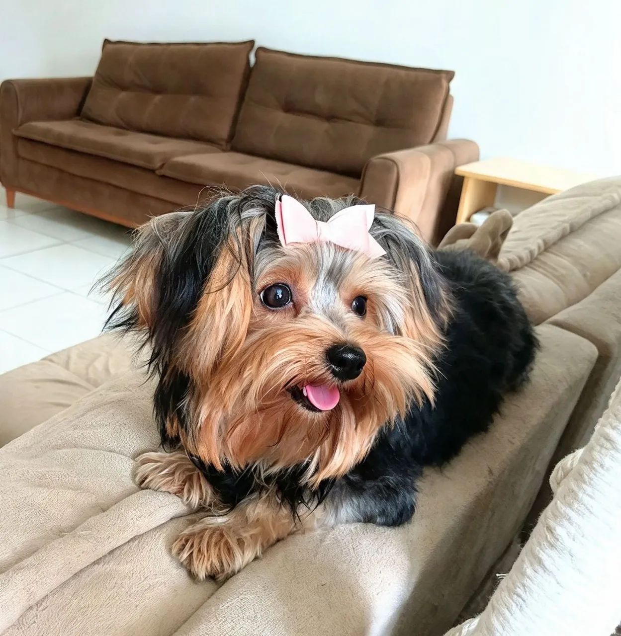 Cachorro yorkshire terrier  - Foto 3